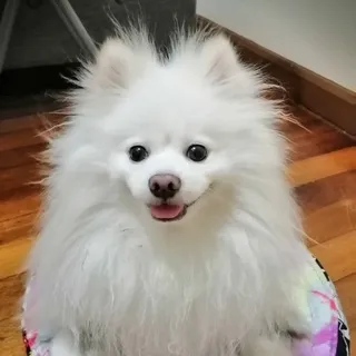 马宝贝 企业形象或头像