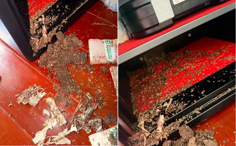 曼谷女百万泰铢藏保险箱防得神偷防不住白蚁买楼首期遭啃碎崩溃 配图