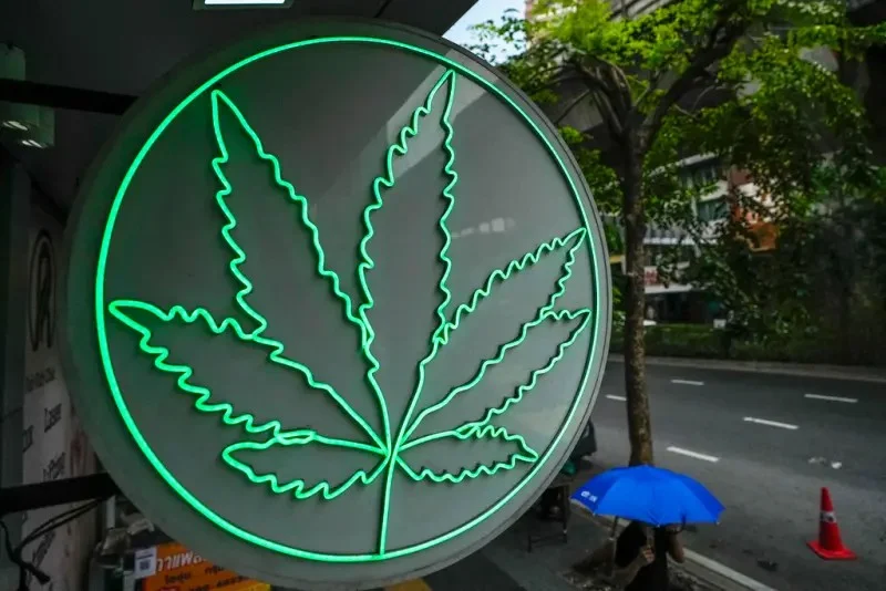 泰国拟收紧大麻政策新法案将禁娱乐用途 配图