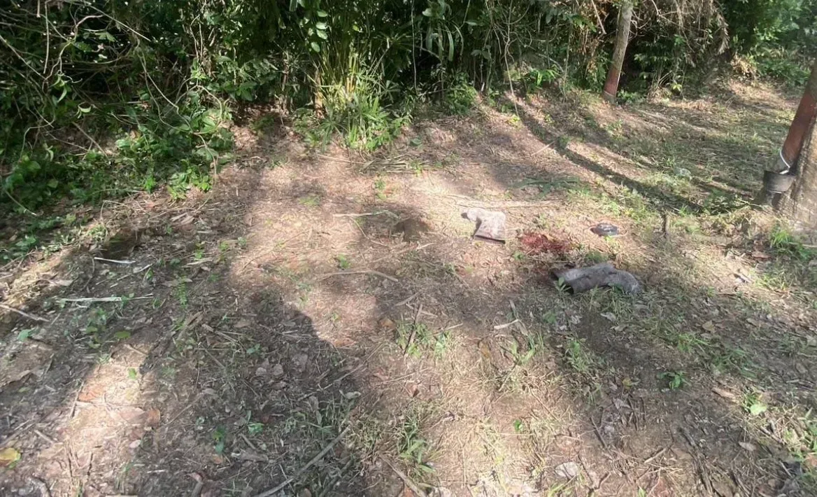 泰国北大年府橡胶园发生枪击，乡保队员休假割胶时遭枪杀 — 正文配图