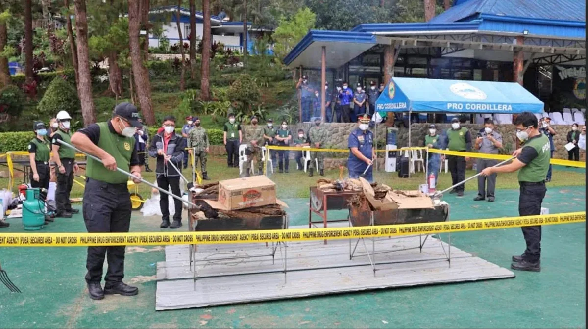 Marijuana valued at P20.2 million was destroyed in Benguet on Thursday. (Photo via Zaldy Comanda)