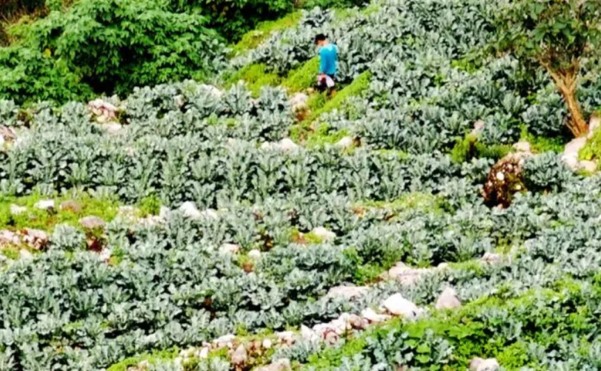 中国西兰花冲击菲律宾农民？菲农业部调查是否涉嫌走私