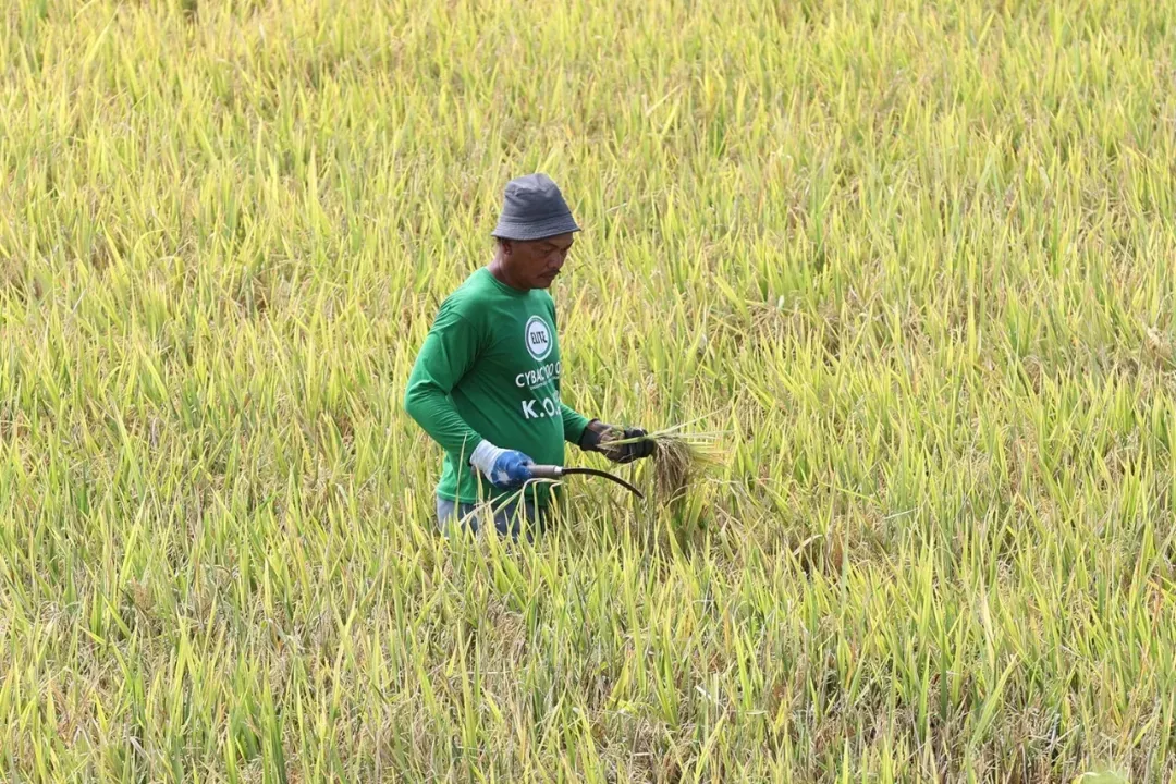 美国援助菲律宾20亿比索！1.25万名农户有望受益 — 封面