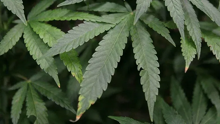 marijuana
