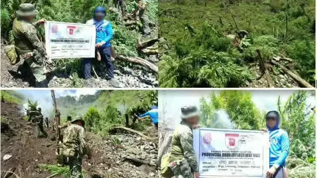 菲律宾警方捣毁大麻种植园!54万株大麻被销毁 — 封面