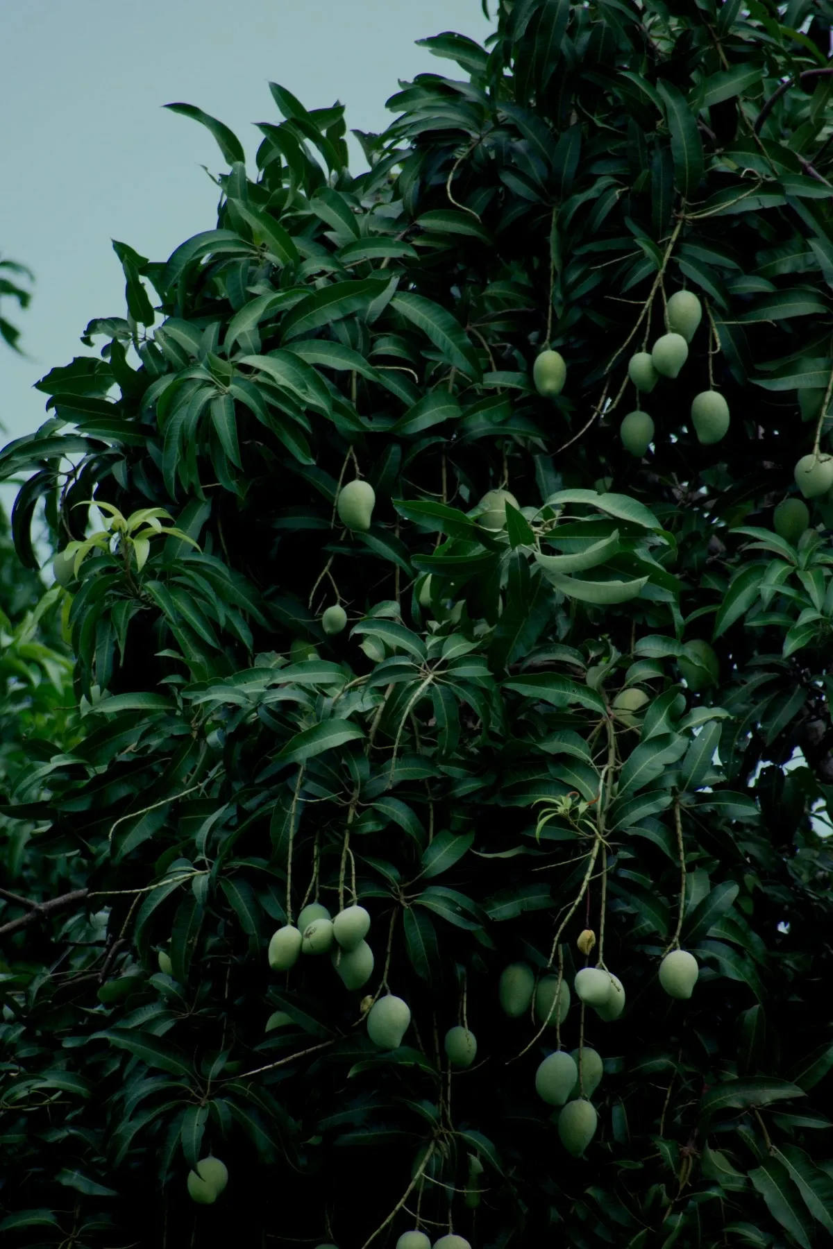 MANGO tree (Pexels)